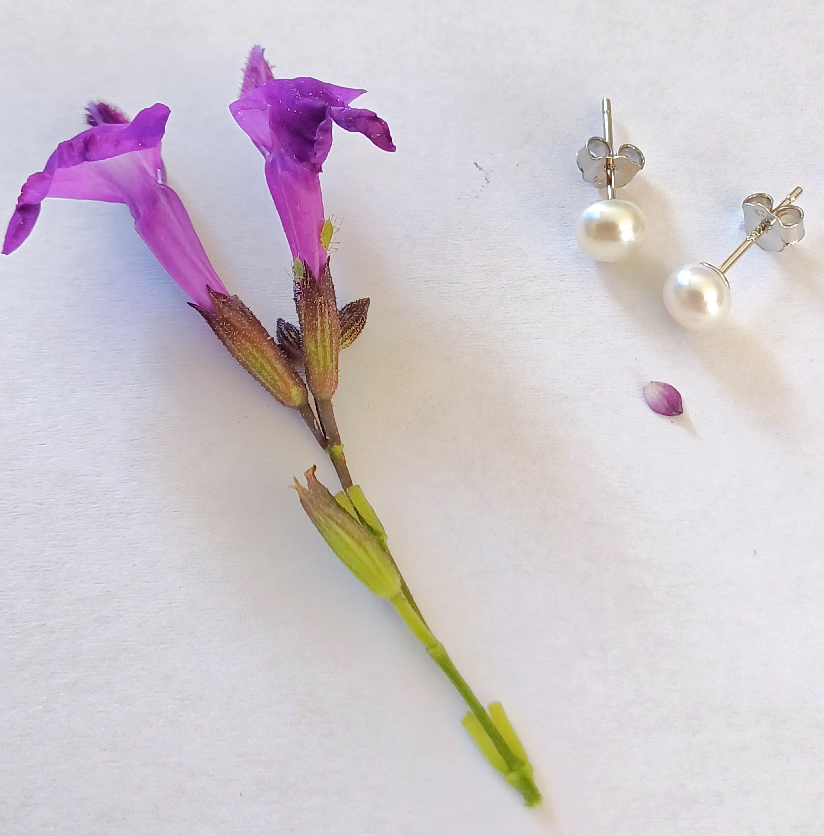Pearl Studs - Elloise Jewelry